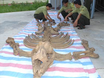 Forest rangers put together a rhino skeleton recently found in Cat Tien National Park, Lam Dong Province (Photo: Tuoi Tre) Forest rangers put together a rhino skeleton recently found in Cat Tien National Park, Lam Dong Province (Photo: Tuoi Tre)