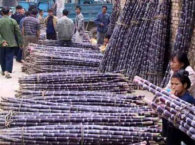 This undated file photo shows a market place of sugar cane This undated file photo shows a market place of sugar cane