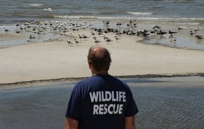 A rescuer monitors seabirds for any sign of oil related injures, as cleanup operations continue for the BP Deepwater Horizon platform disaster, at Long Beach in Biloxi. AFP photo A rescuer monitors seabirds for any sign of oil related injures, as cleanup operations continue for the BP Deepwater Horizon platform disaster, at Long Beach in Biloxi. AFP photo