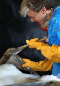 Veterinarian Heather Nevill cleans an oil-covered brown pelican at the Fort Jackson Wildlife Rehabilitation (AFP photo)