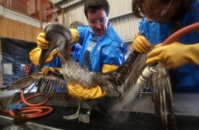 Veterinarians clean an oil-covered brown pelican at the Fort Jackson Wildlife Rehabilitation Center on May 15, 2010 in Buras, Louisiana. AFP photo Veterinarians clean an oil-covered brown pelican at the Fort Jackson Wildlife Rehabilitation Center on May 15, 2010 in Buras, Louisiana. AFP photo