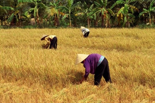 Farmers harvest rice in the Mekong Delta province of Dong Thap (File photo) Farmers harvest rice in the Mekong Delta province of Dong Thap (File photo)