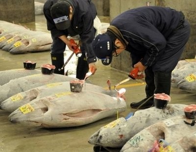 Fishmongers prepare bluefin tuna before an auction at Tokyo's Tsukiji fish market in February 2010. (AFP file) Fishmongers prepare bluefin tuna before an auction at Tokyo's Tsukiji fish market in February 2010. (AFP file)