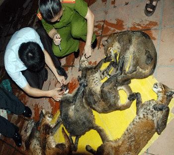 Hanoi Police capture a case of illegal trade of six the Asian golden wild cats (Photo: An ninh Thu do) Hanoi Police capture a case of illegal trade of six the Asian golden wild cats (Photo: An ninh Thu do)