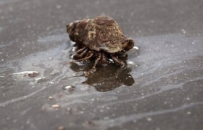 An oil-covered crab crawls on the beach on Grand Isle, Louisiana. Anger was mounting as heavy oil blackened Louisiana's marshes and beaches and efforts to cap the oil which has been gushing into the Gulf of Mexico for more than a month met with more delays An oil-covered crab crawls on the beach on Grand Isle, Louisiana. Anger was mounting as heavy oil blackened Louisiana's marshes and beaches and efforts to cap the oil which has been gushing into the Gulf of Mexico for more than a month met with more delays