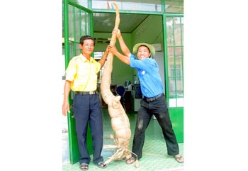 The giant manioc has been unearthed in Khanh Hoa Province. The giant manioc has been unearthed in Khanh Hoa Province.