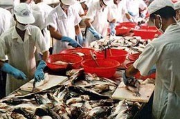Processing tra fish at a seafood processing factory in the Meking Delta. Seafood export is one of the top earners in the country. Processing tra fish at a seafood processing factory in the Meking Delta. Seafood export is one of the top earners in the country.