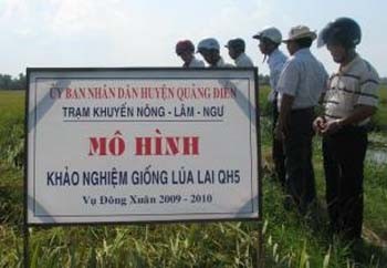 Agricultural officials observe crops of hybrid rice that flourishes amid floods and yields high outputs in Quang Dien District, Thua Thien-Hue Province (Photo: nong nghiep) Agricultural officials observe crops of hybrid rice that flourishes amid floods and yields high outputs in Quang Dien District, Thua Thien-Hue Province (Photo: nong nghiep)