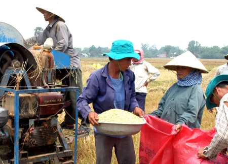Thu hoạch lúa tại tỉnh Tiền Giang. Ảnh: ĐỨC TRÍ Thu hoạch lúa tại tỉnh Tiền Giang. Ảnh: ĐỨC TRÍ