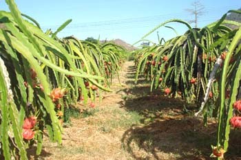 A dragon fruit field in Binh Thuan Province A dragon fruit field in Binh Thuan Province