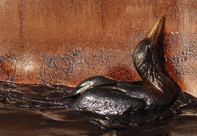An oil-soaked bird struggles against the side of an Iron Horse supply vessel at the site of the oil spill off Louisiana on May 9. An oil-soaked bird struggles against the side of an Iron Horse supply vessel at the site of the oil spill off Louisiana on May 9.