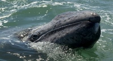 File photo of a grey whale calf emerging from the water at the San Ignacio Lagoon, Baja California Sur state, Mexico. AFP File photo of a grey whale calf emerging from the water at the San Ignacio Lagoon, Baja California Sur state, Mexico. AFP
