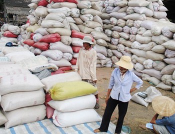 Abundance of rice is unsold in the Mekong Delta (Photo: SGGP) Abundance of rice is unsold in the Mekong Delta (Photo: SGGP)