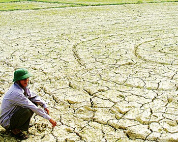 A farmer in the northern central province of Nghe An squats on his withered rice field caused by the long-lasting drought (Photo: SGGP) A farmer in the northern central province of Nghe An squats on his withered rice field caused by the long-lasting drought (Photo: SGGP)