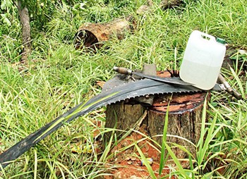 Deforestation tools left by lumberjacks who ran away (Photo: SGGP) Deforestation tools left by lumberjacks who ran away (Photo: SGGP)