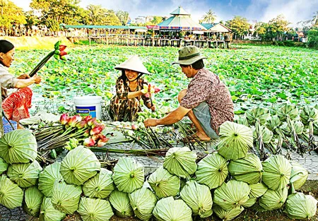 2 triển lãm ảnh về chủ đề sen