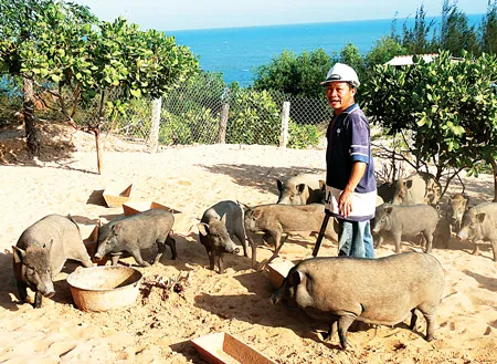 Trang trại nuôi heo rừng lai của Sandhills Resort & Spa nằm trên đồi. Trang trại nuôi heo rừng lai của Sandhills Resort & Spa nằm trên đồi.