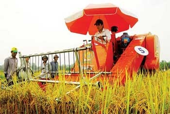 Farmers harvest rice in the Mekong Delta (Photo: SGGP) Farmers harvest rice in the Mekong Delta (Photo: SGGP)