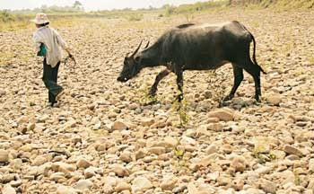 A woman takes her buffalo to search for water in the Cuoi Riverbed in the northern central province of Quang Tri (Photo: SGGP) A woman takes her buffalo to search for water in the Cuoi Riverbed in the northern central province of Quang Tri (Photo: SGGP)