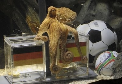 Octopus Paul fixes the spanish box during his oracel for the semifinal match at the World Cup in South Africa between Germany and Spain in the SeaLife Aquarium in Oberhausen, Germany, Octopus Paul fixes the spanish box during his oracel for the semifinal match at the World Cup in South Africa between Germany and Spain in the SeaLife Aquarium in Oberhausen, Germany,