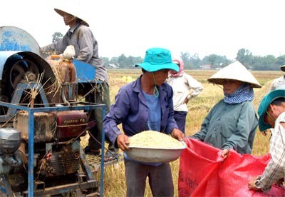 Rice harvested at a field in the Mekong Delta province of Tien Giang (Photo: SGGP) Rice harvested at a field in the Mekong Delta province of Tien Giang (Photo: SGGP)