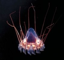 Australian scientists have discovered bizarre prehistoric sea life hundreds of kilometres below the Great Barrier Reef. AFP Australian scientists have discovered bizarre prehistoric sea life hundreds of kilometres below the Great Barrier Reef. AFP