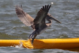 A pelican flies away from boom used to protect Queen Bess Island on July 21, 2010 in Grand Isle, Louisiana. AFP A pelican flies away from boom used to protect Queen Bess Island on July 21, 2010 in Grand Isle, Louisiana. AFP