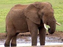 (File) An elephant in Dak Lak Province (File) An elephant in Dak Lak Province