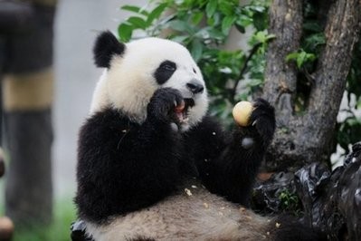 A giant panda is seen playing at a panda reserve in Chengdu, southwest China's Sichuan province. Four pregnant pandas bred in captivity have been released into an area of forest in southwest China to prepare their cubs for life in the wild, state media reported. A giant panda is seen playing at a panda reserve in Chengdu, southwest China's Sichuan province. Four pregnant pandas bred in captivity have been released into an area of forest in southwest China to prepare their cubs for life in the wild, state media reported.