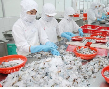 Workers select shrimps at a processing factory of Fishery Joint Stock Company 1 in HCM City. Workers select shrimps at a processing factory of Fishery Joint Stock Company 1 in HCM City.