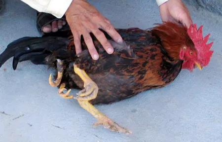 Gà trống 4 chân ở Quảng Ngãi