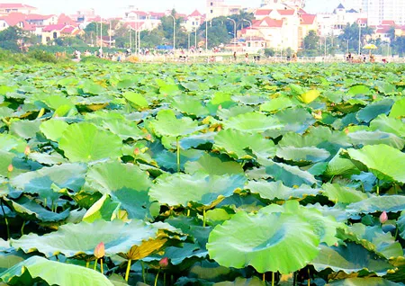 Mùa sen rộ