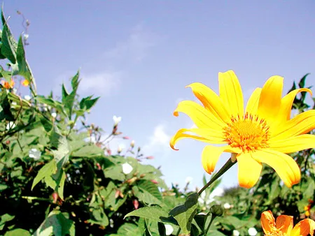 Hoa cỏ dại