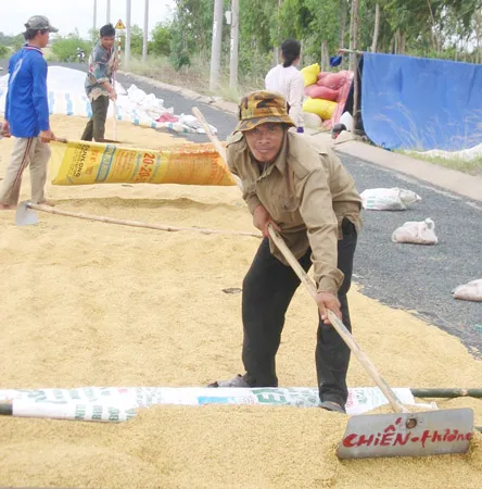 Mua và tạm trữ lúa gạo chưa thống nhất cách tính, cách làm