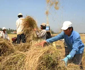 Triển khai mua tạm trữ 1 triệu tấn quy gạo vụ hè thu: Thị trường lúa gạo có dấu hiệu sôi động