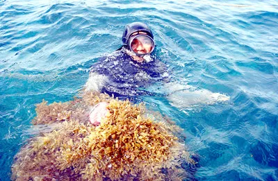 Rong mơ kêu cứu
