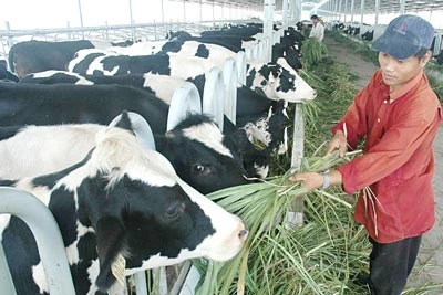 Chăn nuôi bò sữa: Cuộc đua tăng lượng, nâng chất