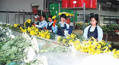 Lâm Đồng - Hiệu quả sản xuất nông nghiệp công nghệ cao
