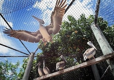 A Brown Pelican flies at the Pelican Harbor Seabird Station as the center prepares to transfer the birds after they were rehabilitated from the oil spill in the Gulf of Mexico in Florida. A Brown Pelican flies at the Pelican Harbor Seabird Station as the center prepares to transfer the birds after they were rehabilitated from the oil spill in the Gulf of Mexico in Florida.