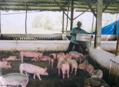 Good feeding is one way to prevent pigs from contracting the epidemic Good feeding is one way to prevent pigs from contracting the epidemic