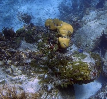 An international team of scientists have revealed that sea sponges (pictured). AFP An international team of scientists have revealed that sea sponges (pictured). AFP
