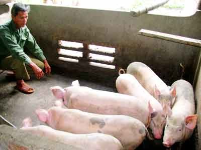 Pig breeders in despair as their herds contracts the disease (Photo: SGGP) Pig breeders in despair as their herds contracts the disease (Photo: SGGP)