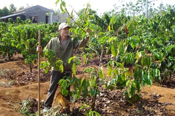The scorching weather leads young coffee beans to drop in Gia Lai Province (Photo: Gia Lai Newspaper) The scorching weather leads young coffee beans to drop in Gia Lai Province (Photo: Gia Lai Newspaper)