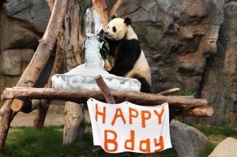 This handout photo taken and received on August 8, 2010 by Hong Kong theme park Ocean Park shows Le Le the panda with a block of ice carved into a panda shape to mark the animal's fifth birthday, during a promotional event in Hong Kong. AFP This handout photo taken and received on August 8, 2010 by Hong Kong theme park Ocean Park shows Le Le the panda with a block of ice carved into a panda shape to mark the animal's fifth birthday, during a promotional event in Hong Kong. AFP