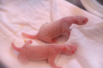 In a picture released by Japanese animal theme park Adventure World and received through Jiji Press on August 12, 2010 shows the twin babies of the giant panda. AFP In a picture released by Japanese animal theme park Adventure World and received through Jiji Press on August 12, 2010 shows the twin babies of the giant panda. AFP