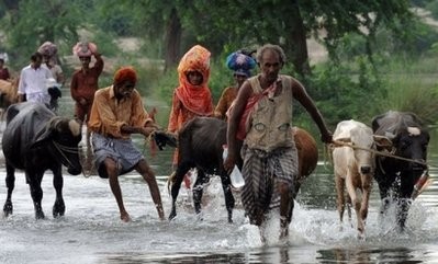 Pakistani flood survivors lead their cattle through water as they evacuate Khangarh Pakistani flood survivors lead their cattle through water as they evacuate Khangarh