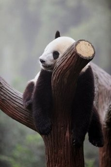 A giant panda rests at a panda reserve in Chengdu, southwest China's Sichuan province. Pandas are viewed as a national treasure in China A giant panda rests at a panda reserve in Chengdu, southwest China's Sichuan province. Pandas are viewed as a national treasure in China