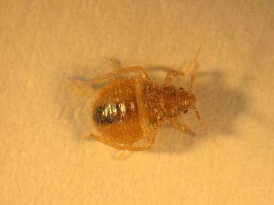 Bedbugs don't carry disease to human and animals but can cause itching swelling and rashes Bedbugs don't carry disease to human and animals but can cause itching swelling and rashes