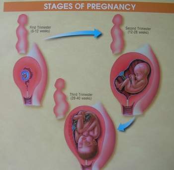 Stages of pregnancy. An HIV positive woman can transmit the virus to her baby during pregnancy, labor and delivery, and through breastfeeding. Stages of pregnancy. An HIV positive woman can transmit the virus to her baby during pregnancy, labor and delivery, and through breastfeeding.