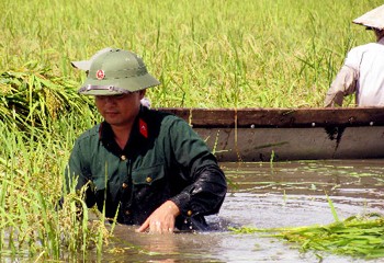 An army soldier helps farmers to harvest flooded rice in Thua Thien-Hue Province (Photo: SGGP) An army soldier helps farmers to harvest flooded rice in Thua Thien-Hue Province (Photo: SGGP)